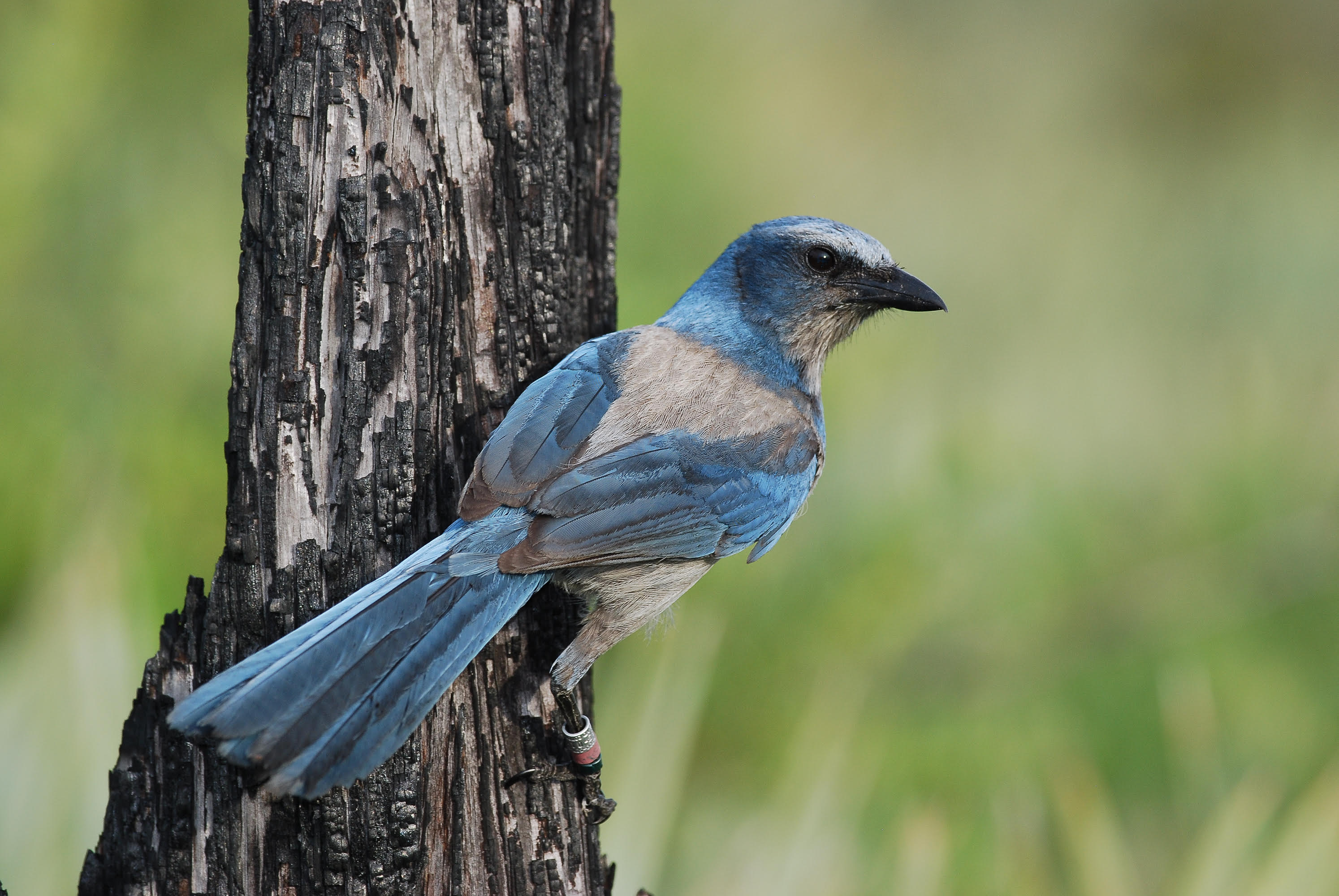 FL scrubjay on snag FWS.gov